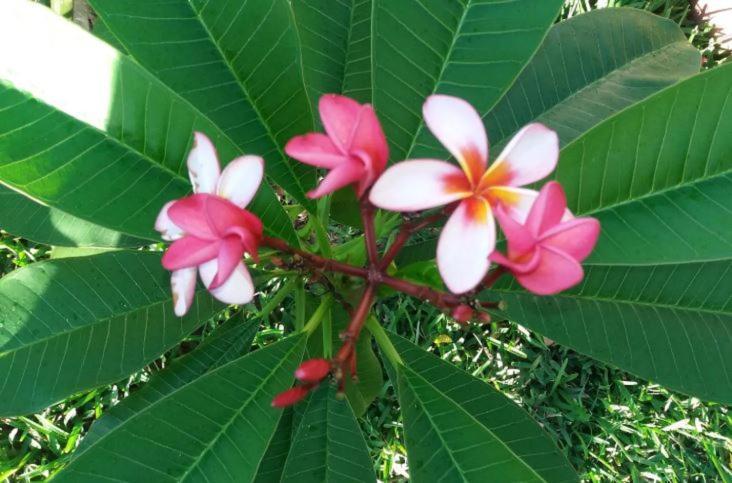 Comfy Home-Tropical Garden & 5 Min Walk To Beach タマラン エクステリア 写真